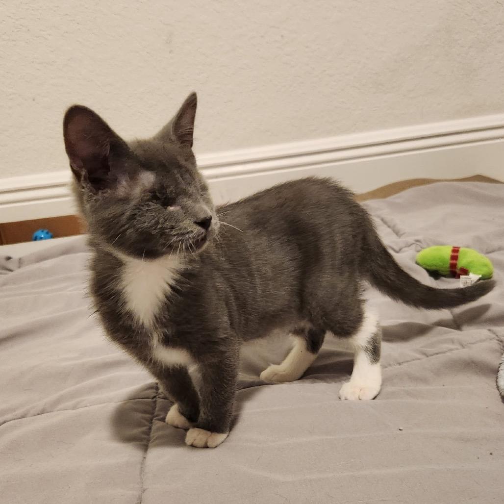 Enlarge Whisper, a Adoptable Domestic Short Hair in North Port, FL image 4/6