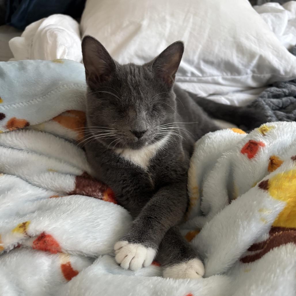 Enlarge Whisper, a Adoptable Domestic Short Hair in North Port, FL image 3/6