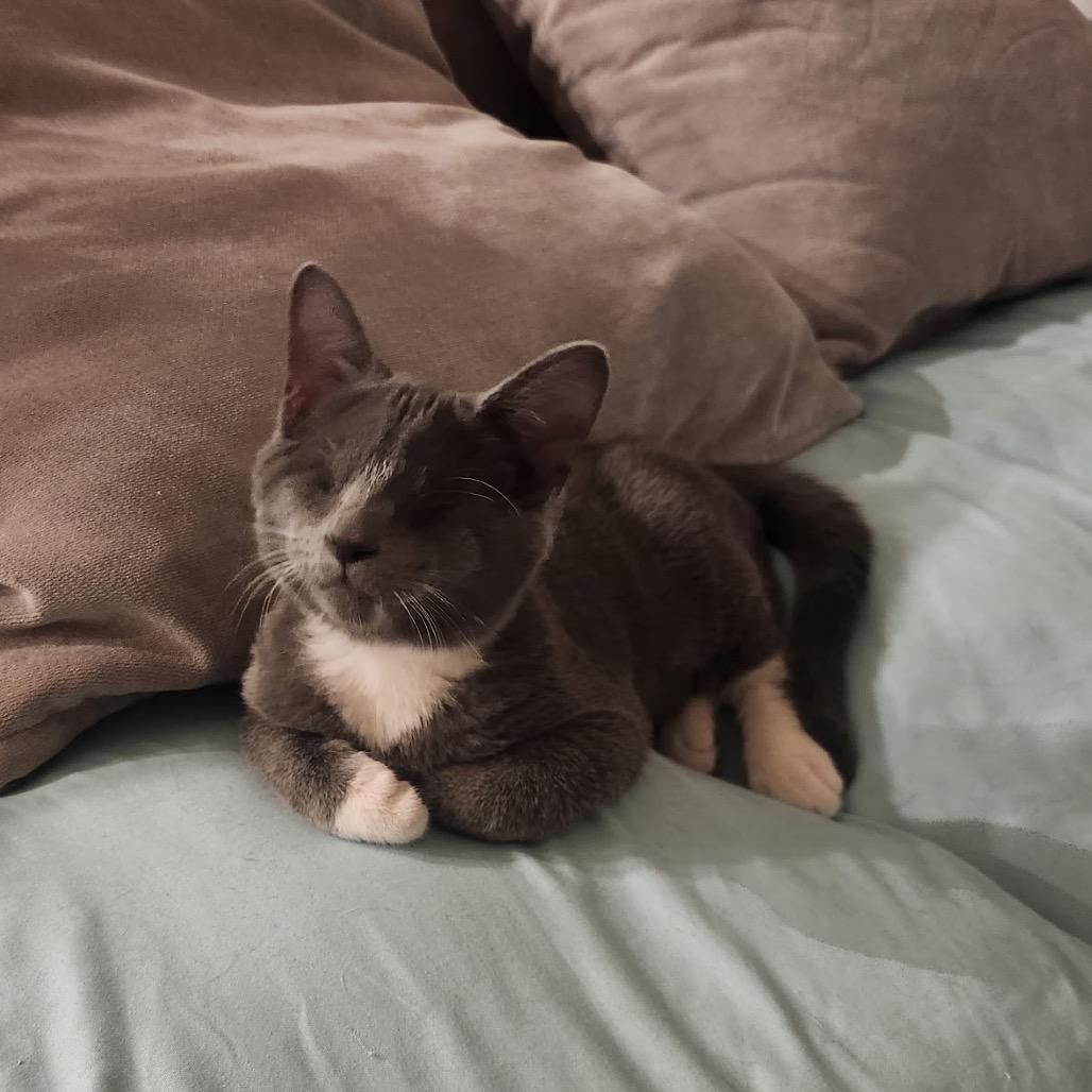 Enlarge Whisper, a Adoptable Domestic Short Hair in North Port, FL image 5/6