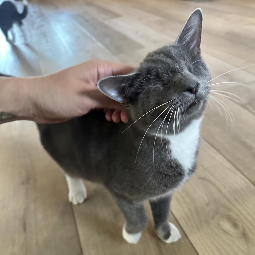 Enlarge Whisper, a Adoptable Domestic Short Hair in North Port, FL image 5/6