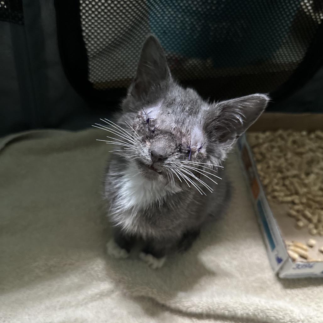 Enlarge Whisper, a Adoptable Domestic Short Hair in North Port, FL image 6/6