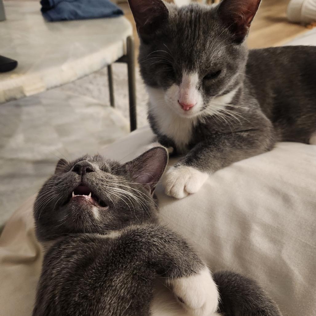 Enlarge Whisper, a Adoptable Domestic Short Hair in North Port, FL image 6/6