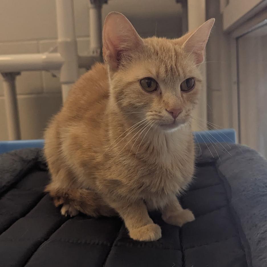 Enlarge Amelia-I'm in a foster home! Call to meet with me!, a Adoptable Domestic Short Hair in Bristol, IN image 1/5