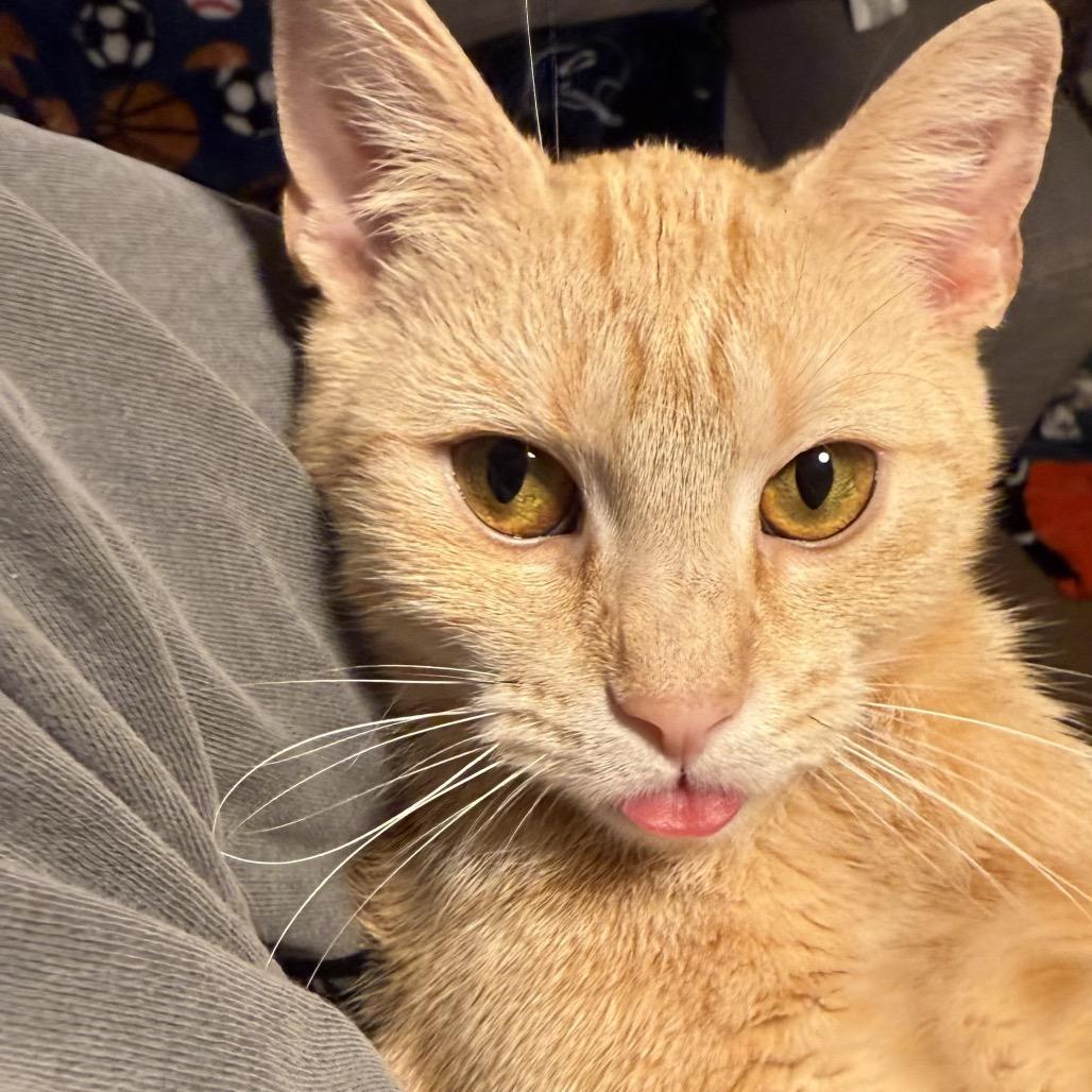 Enlarge Amelia-I'm in a foster home! Call to meet with me!, a Adoptable Domestic Short Hair in Bristol, IN image 2/5