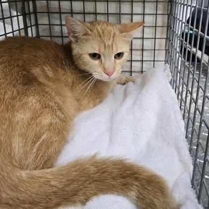 Enlarge Amelia-I'm in a foster home! Call to meet with me!, a Adoptable Domestic Short Hair in Bristol, IN image 4/5