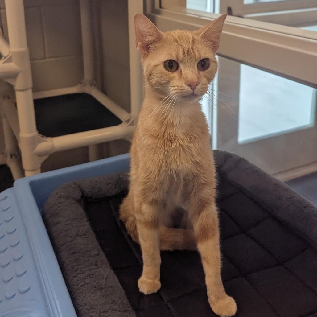 Enlarge Amelia-I'm in a foster home! Call to meet with me!, a Adoptable Domestic Short Hair in Bristol, IN image 5/5