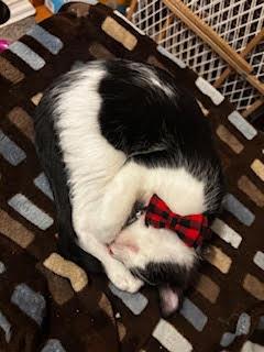 Enlarge Case, a Adoptable Domestic Short Hair in Minneapolis, MN image 2/3