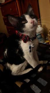 Enlarge Case, a Adoptable Domestic Short Hair in Minneapolis, MN image 3/3