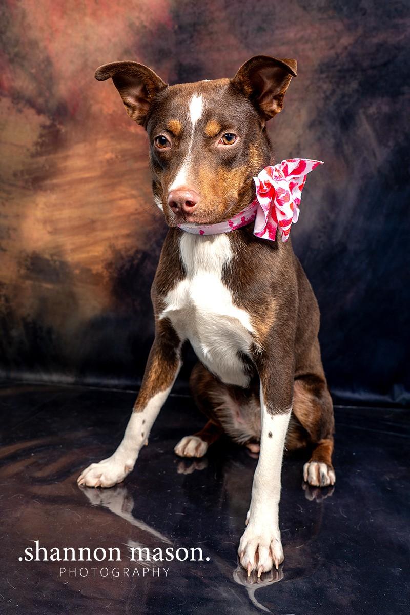 Love, Young Female Border Collie