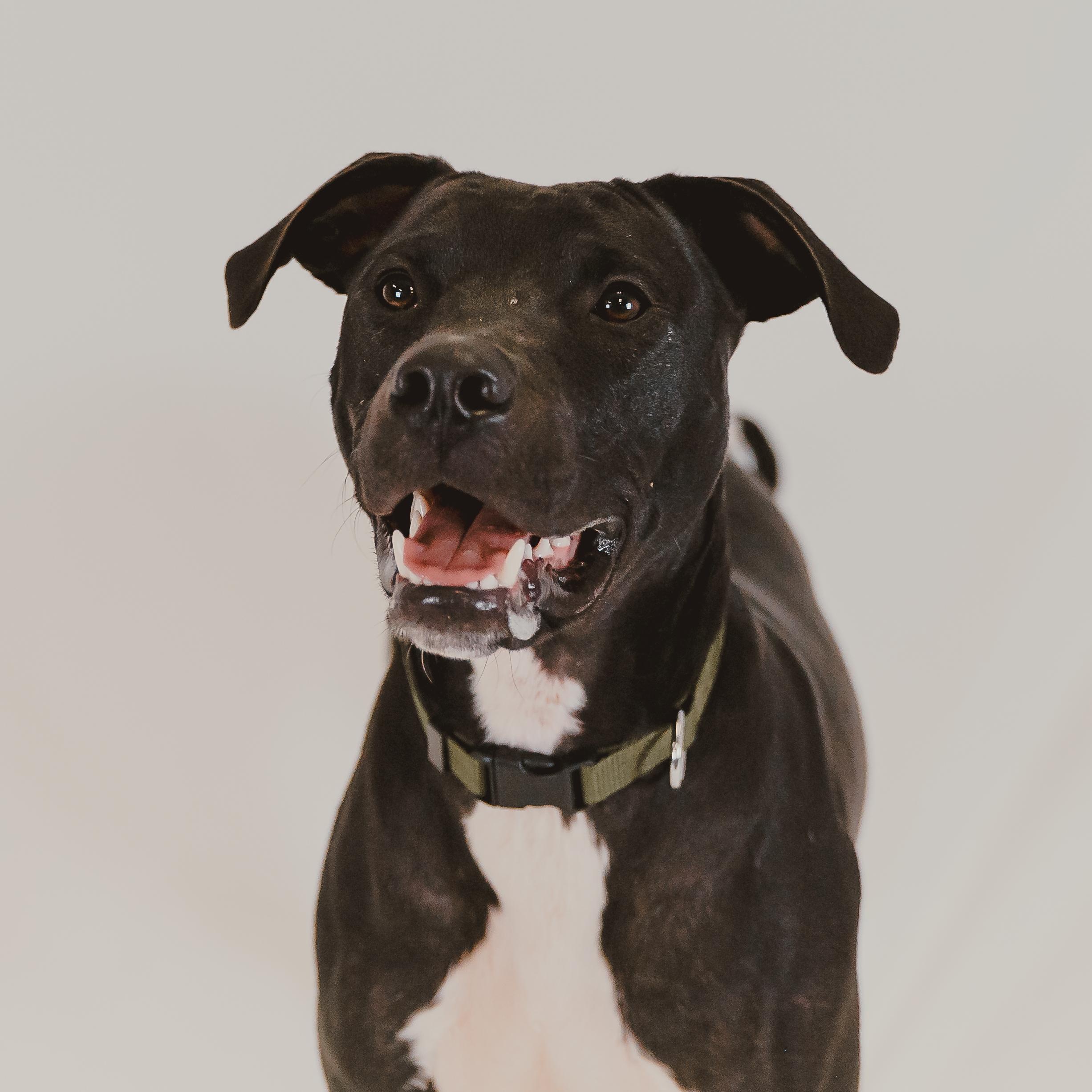 Zeedo, a Adoptable mixed breed in Mckinney, TX image 2/6