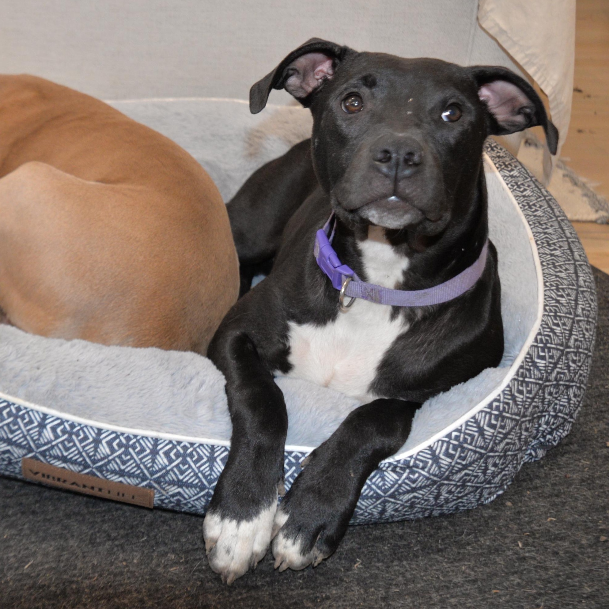 Zeedo, a Adoptable mixed breed in Mckinney, TX image 6/6
