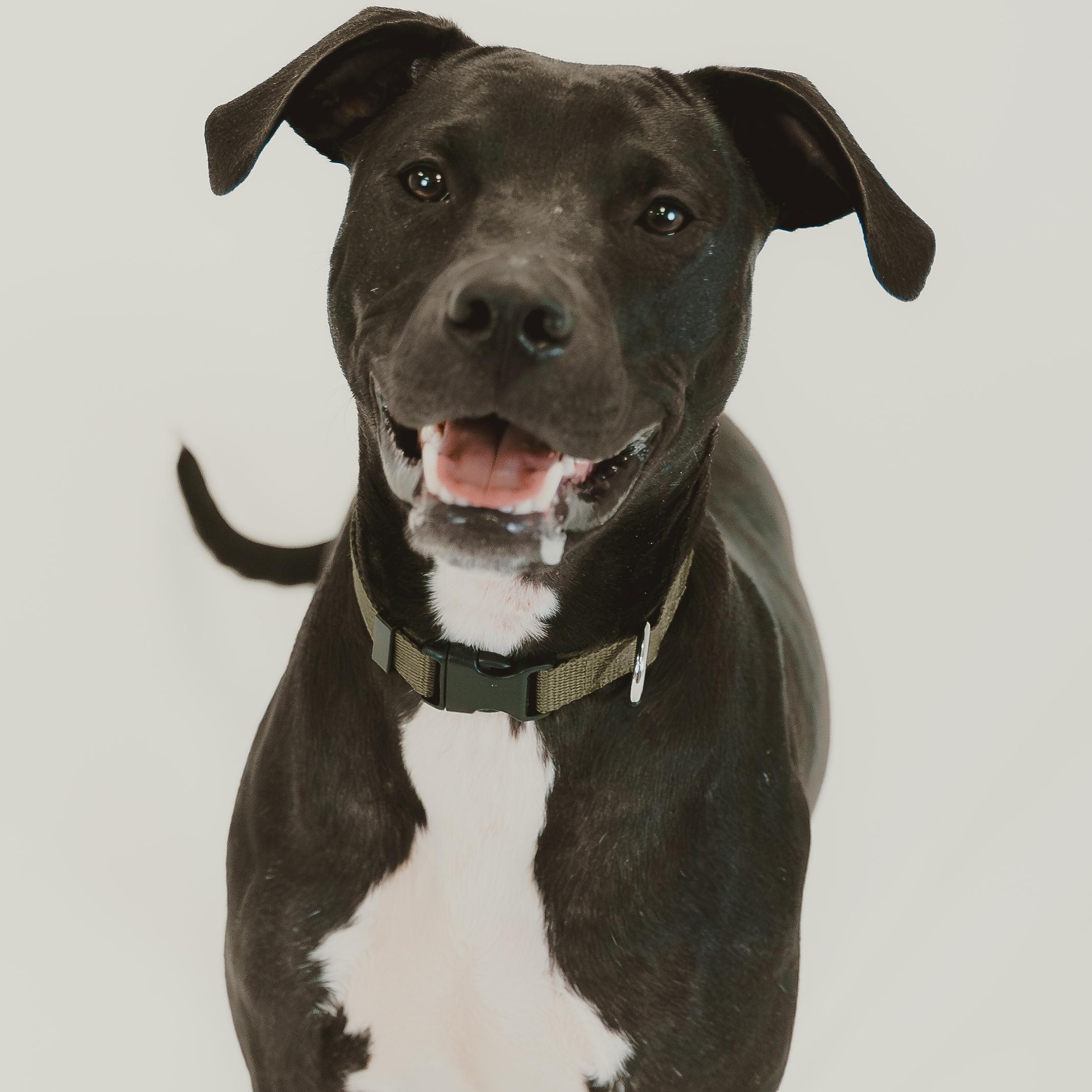 Zeedo, a Adoptable mixed breed in Mckinney, TX image 1/6