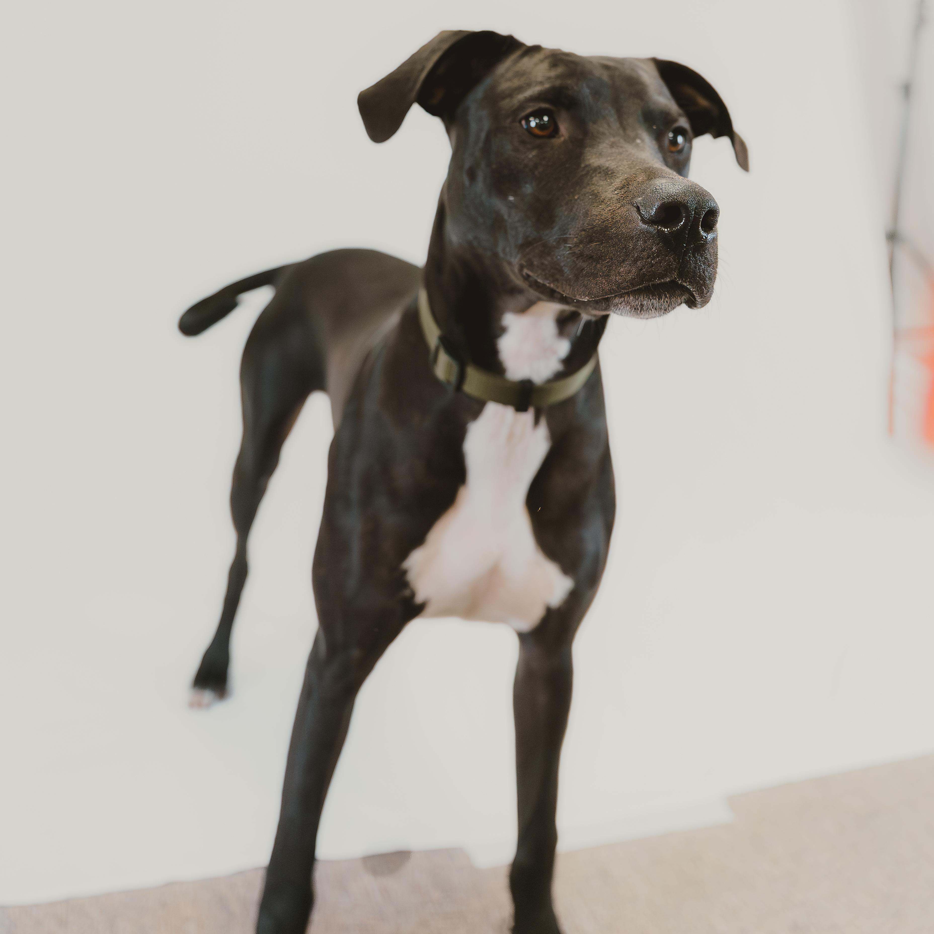 Zeedo, a Adoptable mixed breed in Mckinney, TX image 4/6