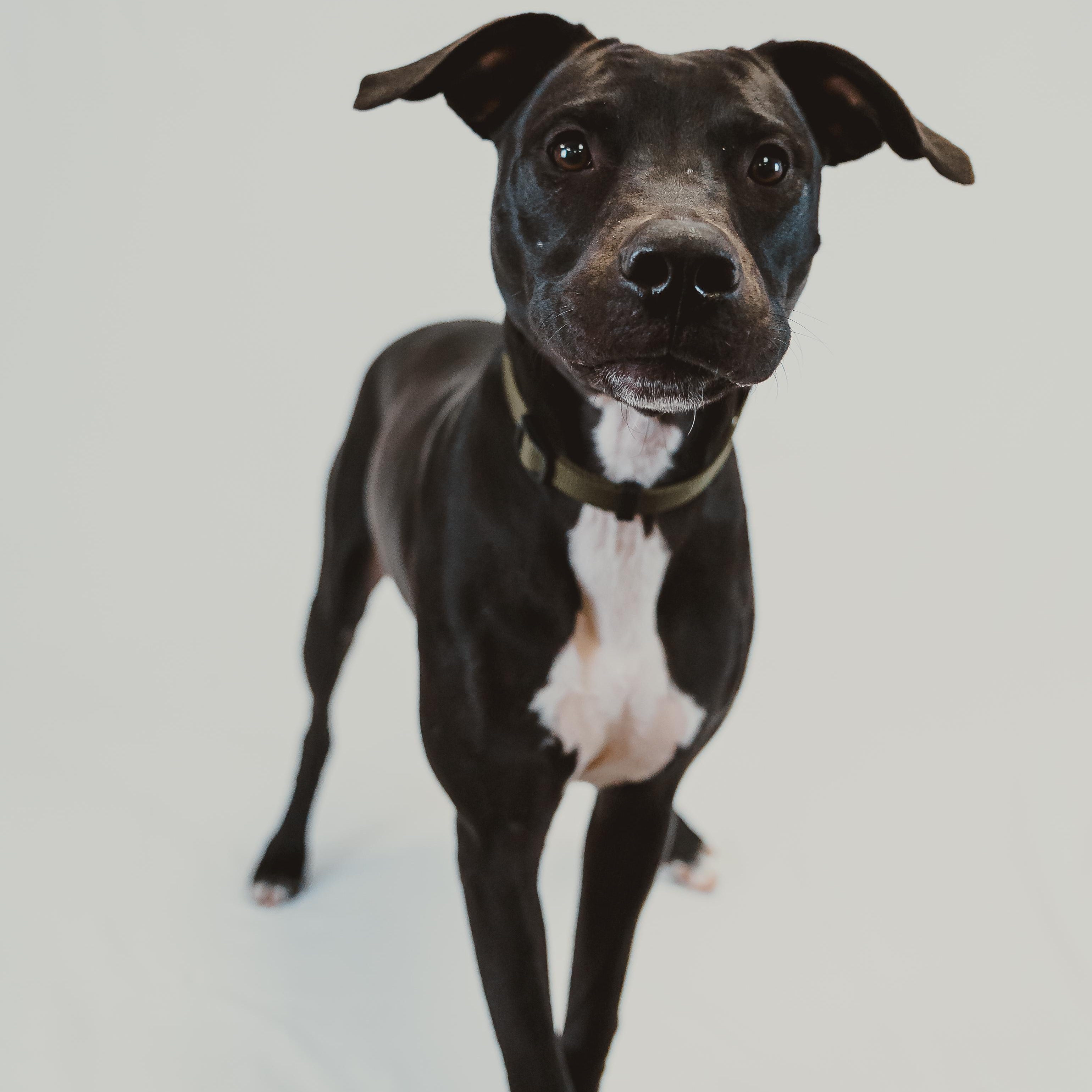 Zeedo, a Adoptable mixed breed in Mckinney, TX image 5/6