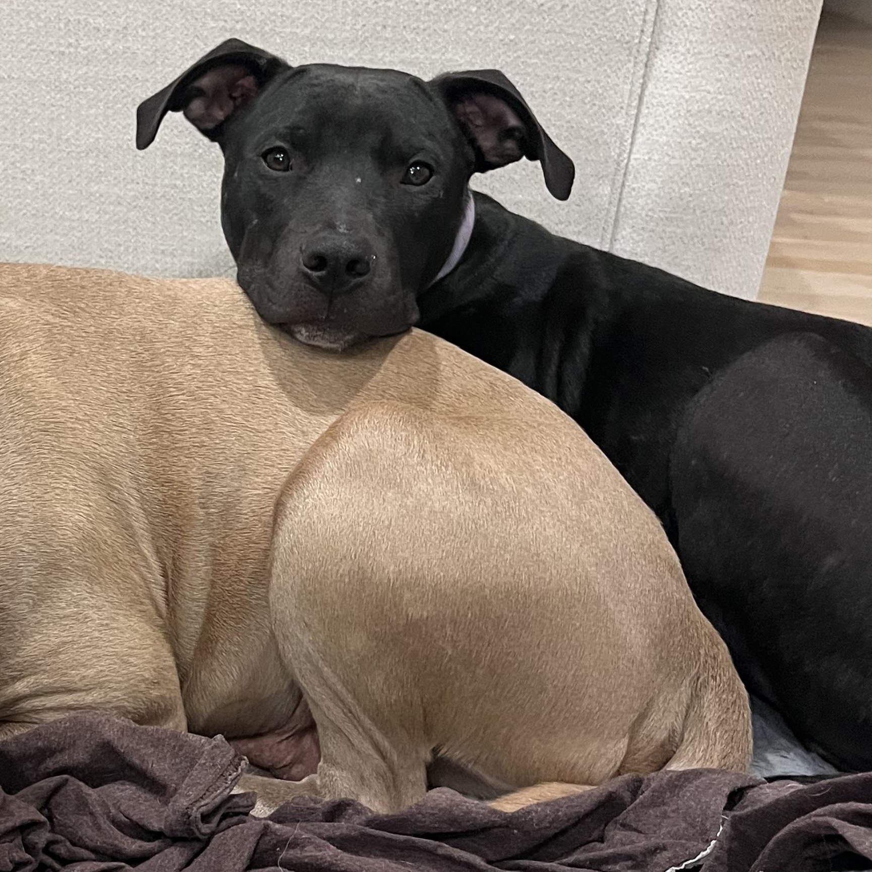 Zeedo, a Adoptable mixed breed in Mckinney, TX image 3/6