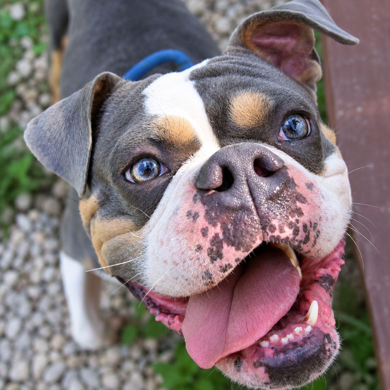 Guinness, Adoptable, Adult Male English Bulldog & American Bulldog.