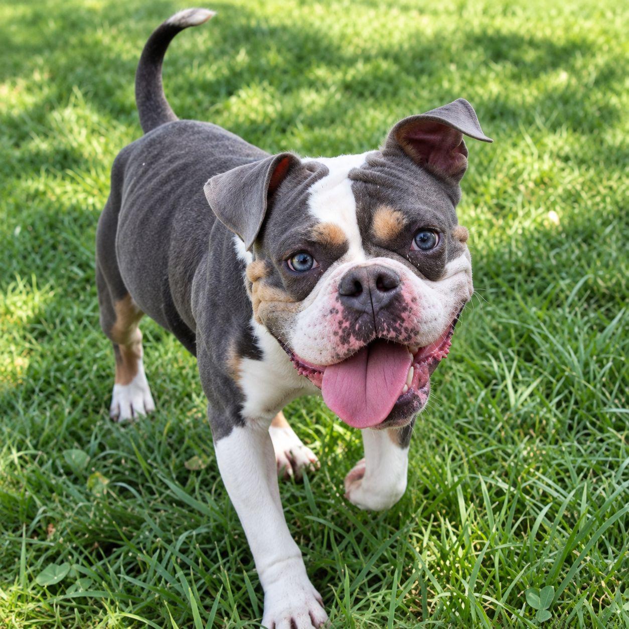 Enlarge Guinness, a Adoptable mixed breed in Plain City, OH image 2/6