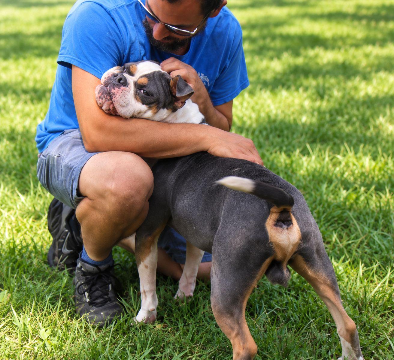 Enlarge Guinness, a Adoptable mixed breed in Plain City, OH image 3/6