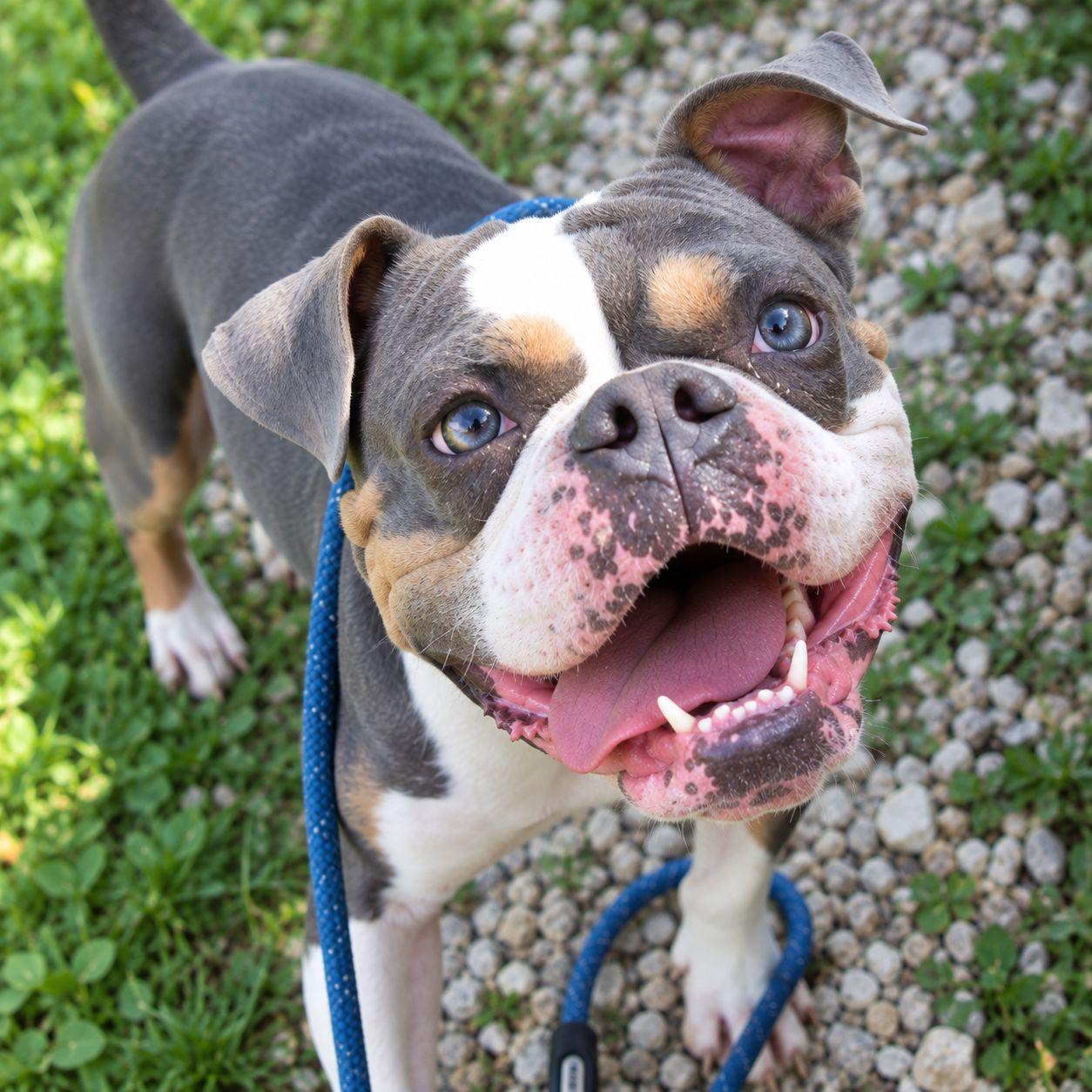 Enlarge Guinness, a Adoptable mixed breed in Plain City, OH image 4/6