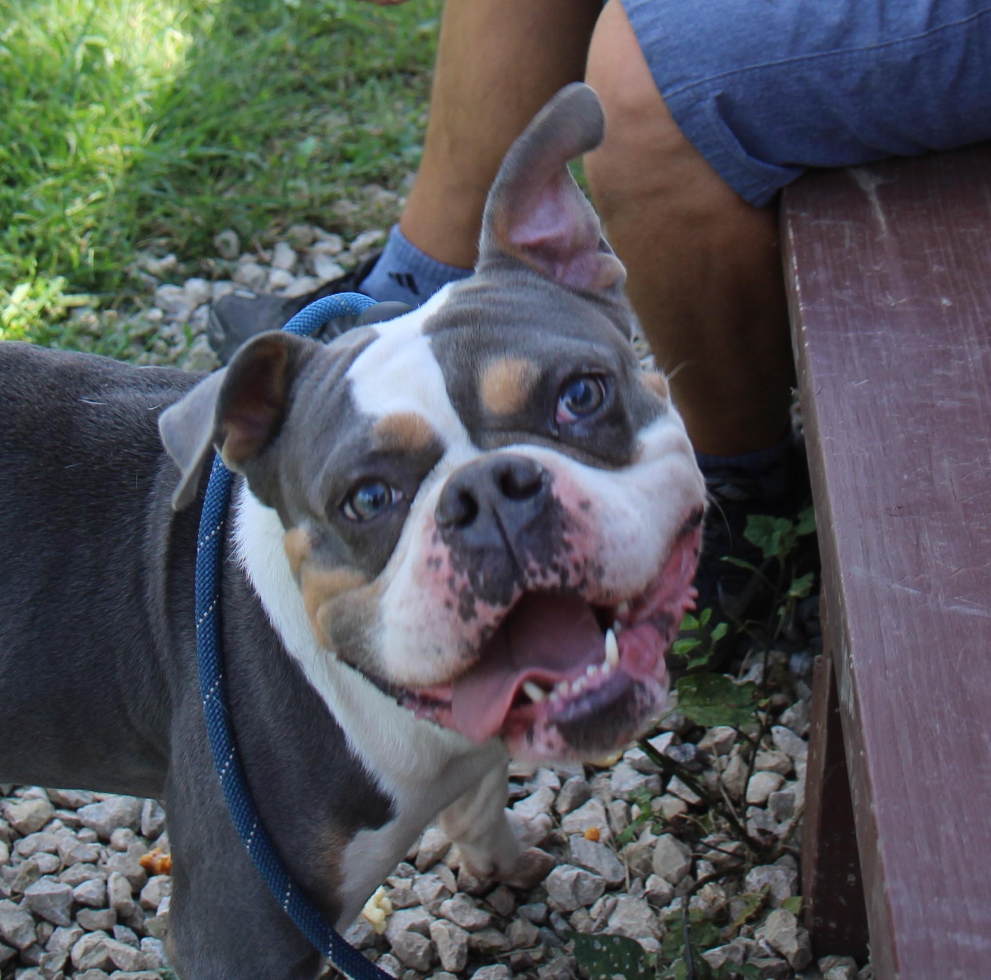 Enlarge Guinness, a Adoptable mixed breed in Plain City, OH image 6/6
