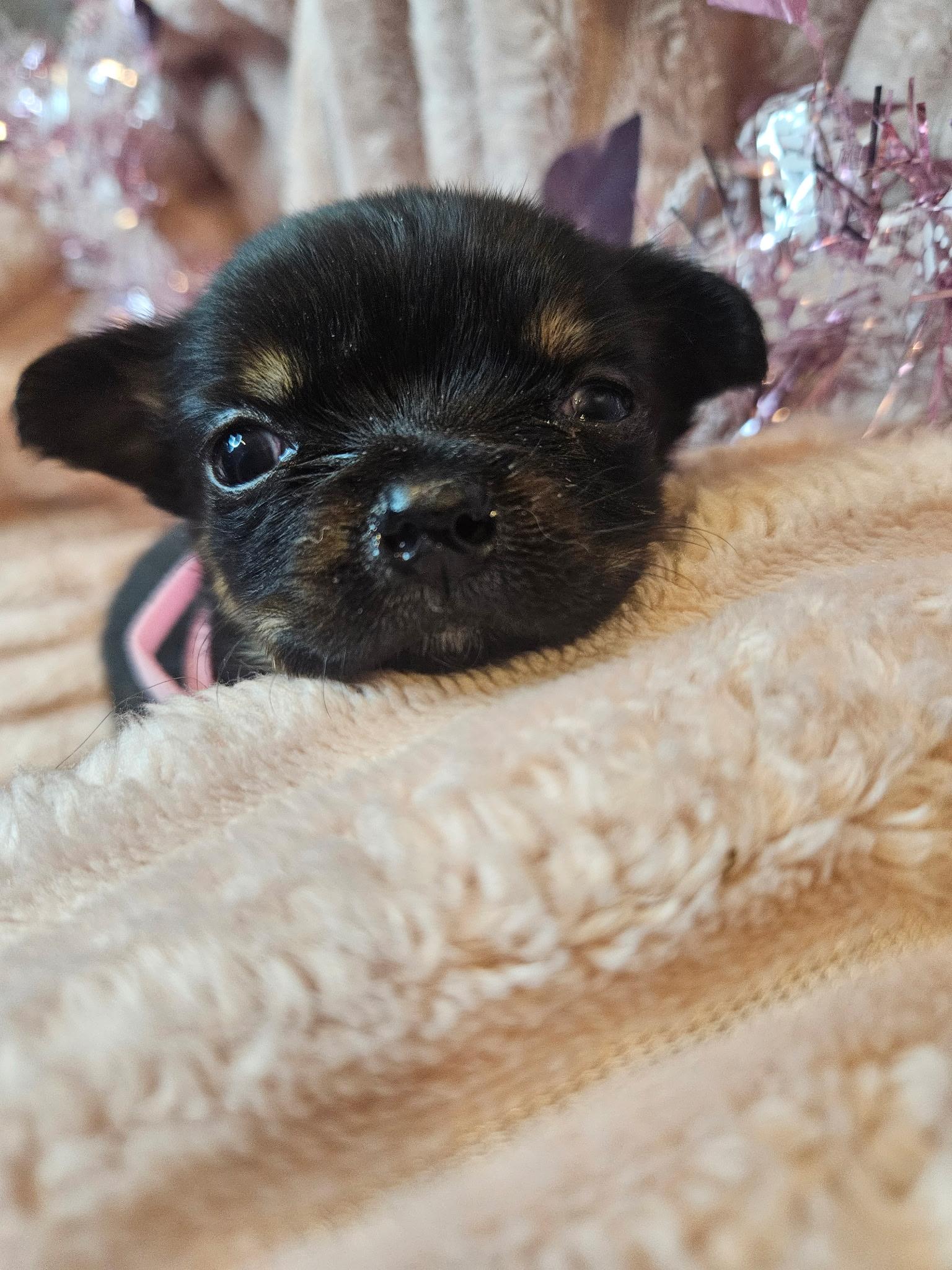 Enlarge Jingle, a Adoptable mixed breed in Marietta, GA image 2/2