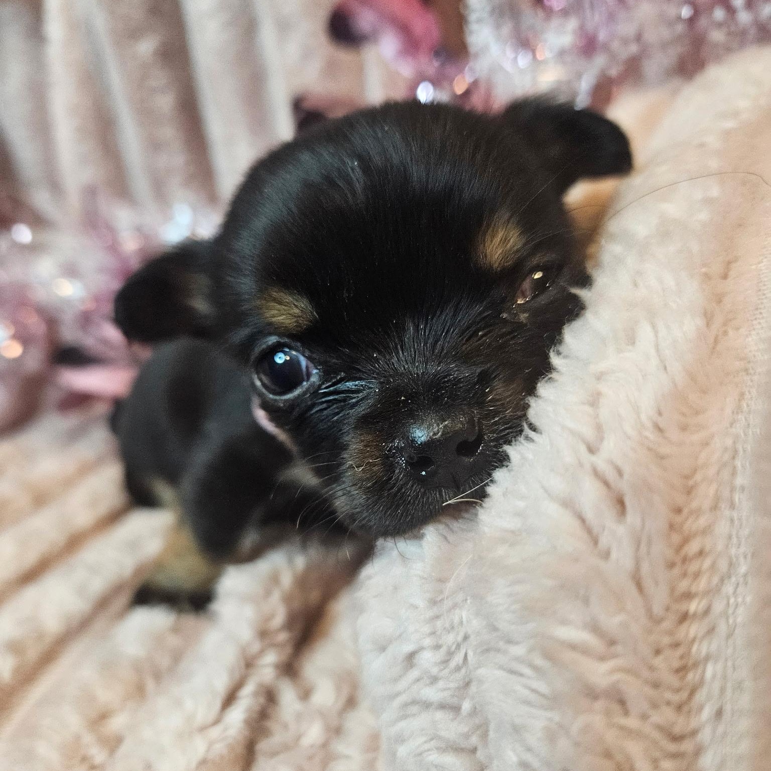 Enlarge Jingle, a Adoptable mixed breed in Marietta, GA image 1/2