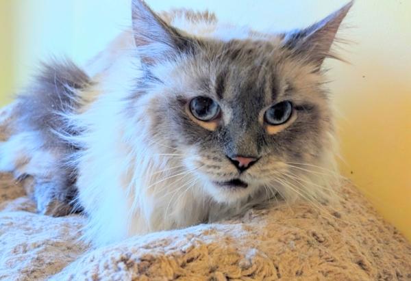 OZ, adoptable, Adult Male Munchkin.