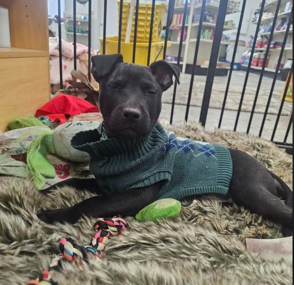 Enlarge Woody, a ADOPTABLE mixed breed in St. Louis, MO image 4/4