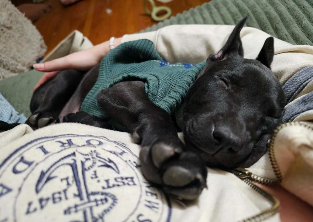 Woody, ADOPTABLE, Puppy Male Mixed Breed.