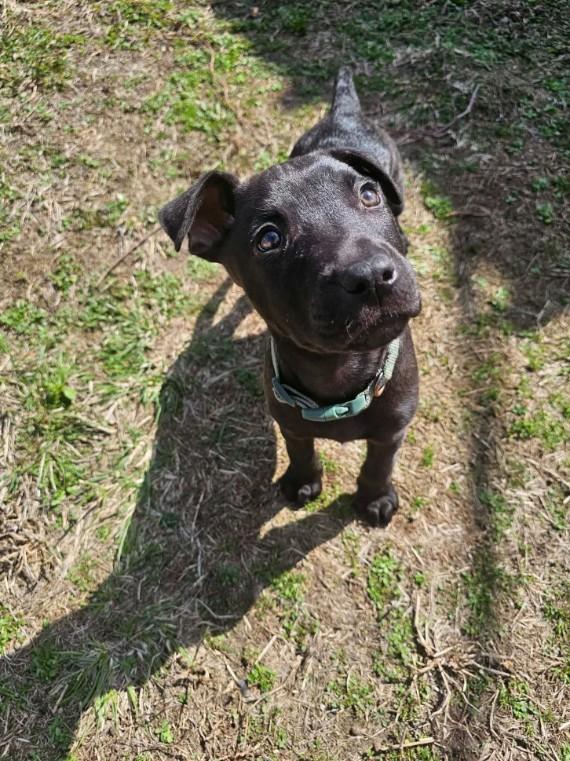 Enlarge Woody, a ADOPTABLE mixed breed in St. Louis, MO image 2/4