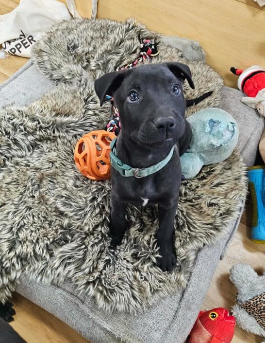 Enlarge Woody, a ADOPTABLE mixed breed in St. Louis, MO image 3/4