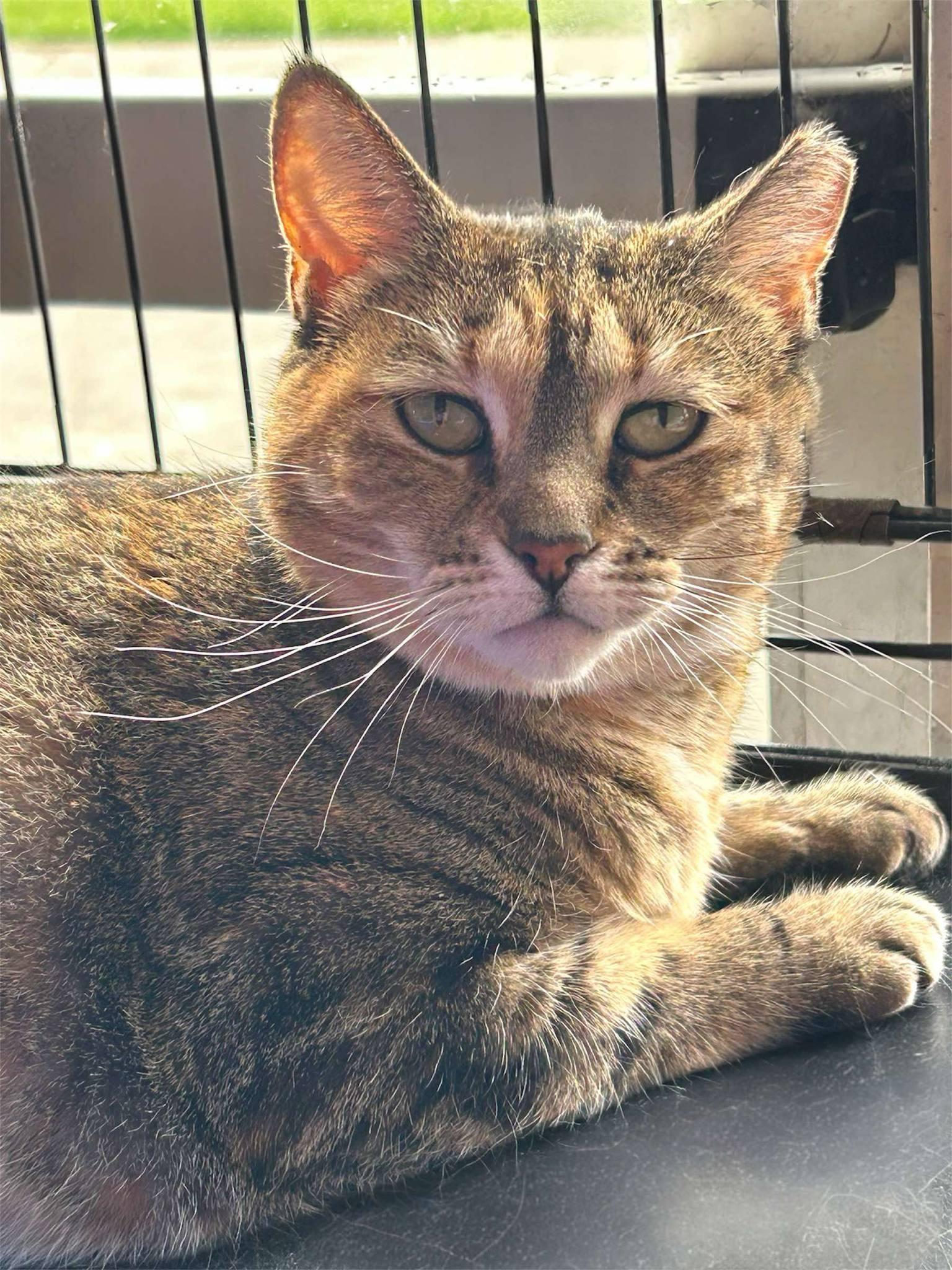 Mary, Adult Female Tiger