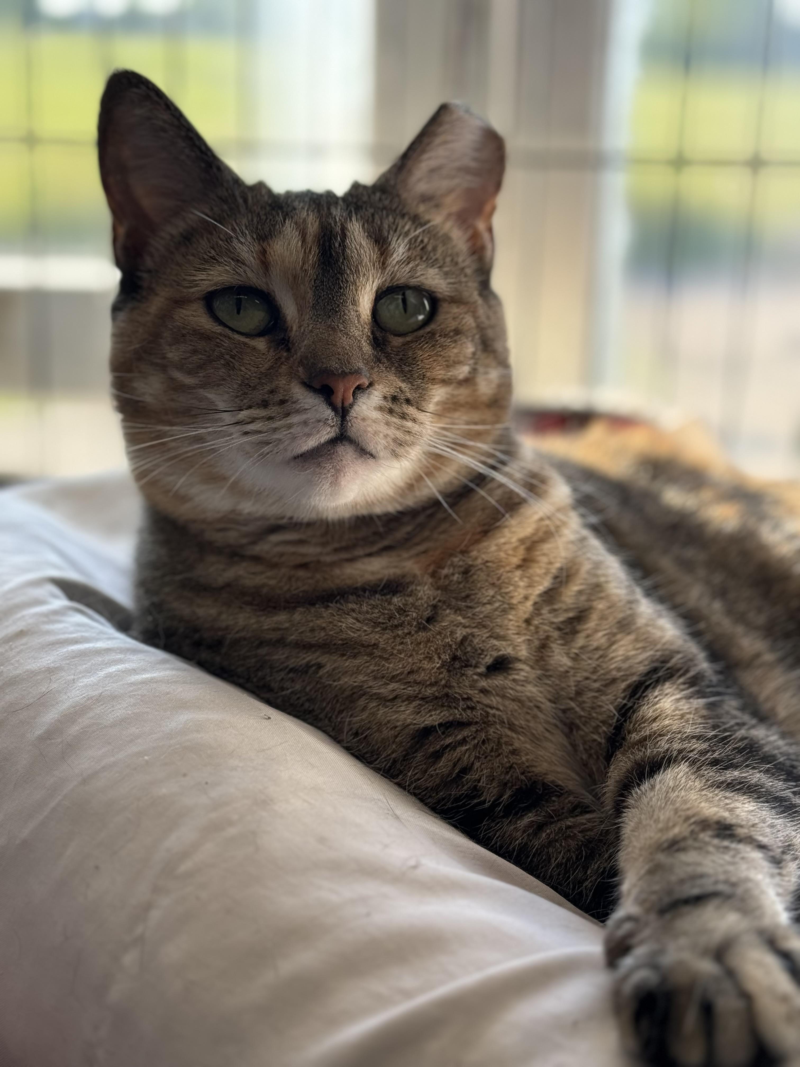 Mary, Adoptable, Adult Female Tiger.