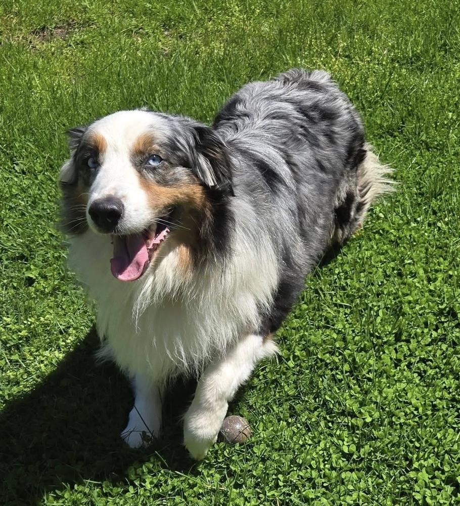 Enlarge 1086 Cass, a Adoptable Australian Shepherd in South Haven, MI image 2/6