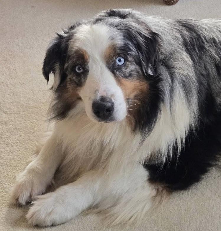 1086 Cass, Adoptable, Young Male Australian Shepherd.