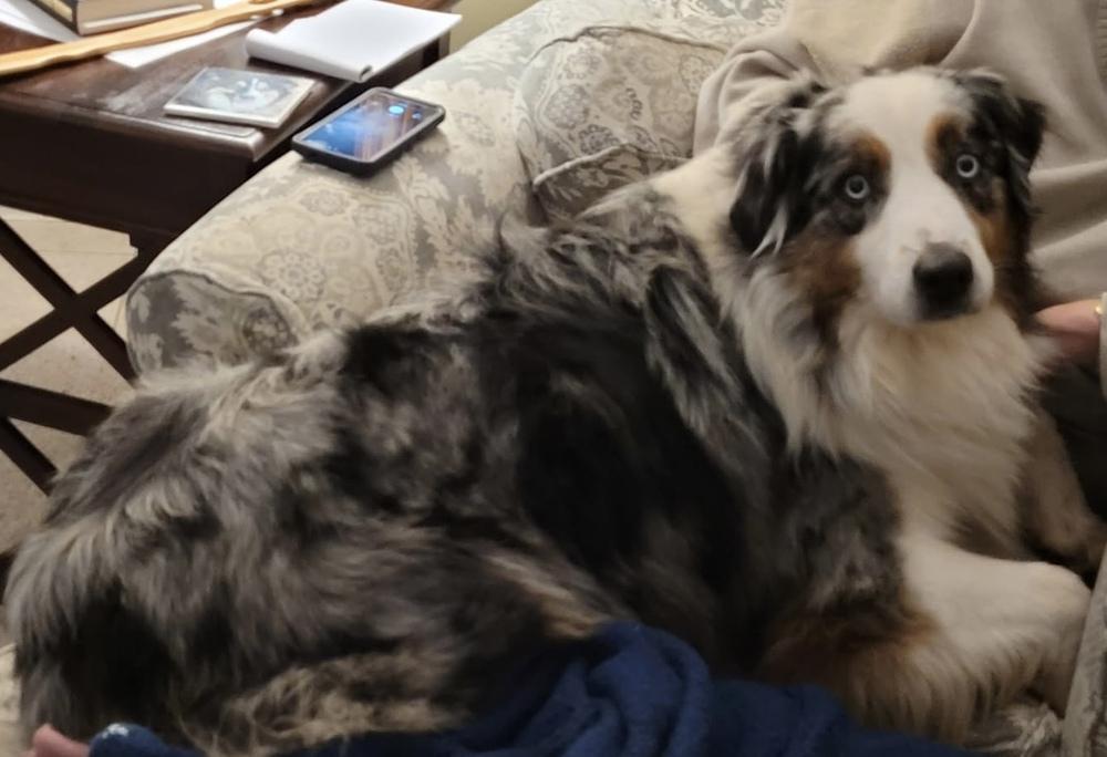 Enlarge 1086 Cass, a Adoptable Australian Shepherd in Ringwood, IL image 2/4