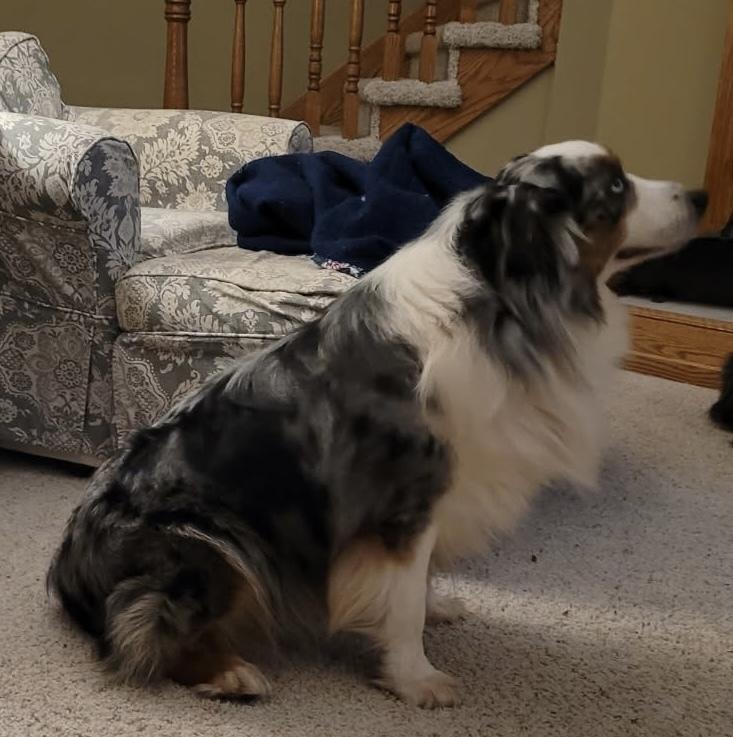 Enlarge 1086 Cass, a Adoptable Australian Shepherd in Ringwood, IL image 3/4