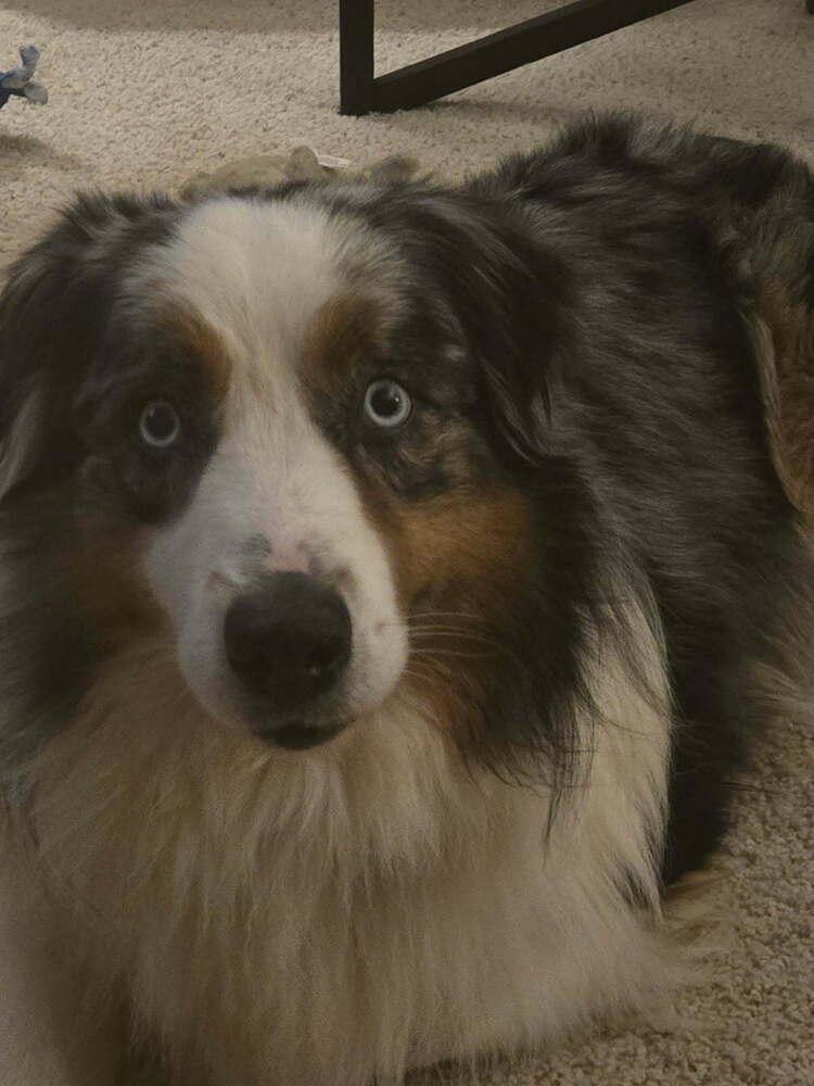 Enlarge 1086 Cass, a Adoptable Australian Shepherd in Ringwood, IL image 4/4