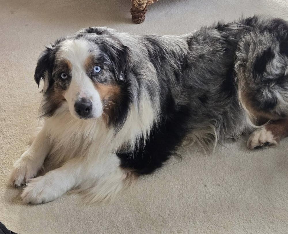 Enlarge 1086 Cass, a Adoptable Australian Shepherd in South Haven, MI image 6/6