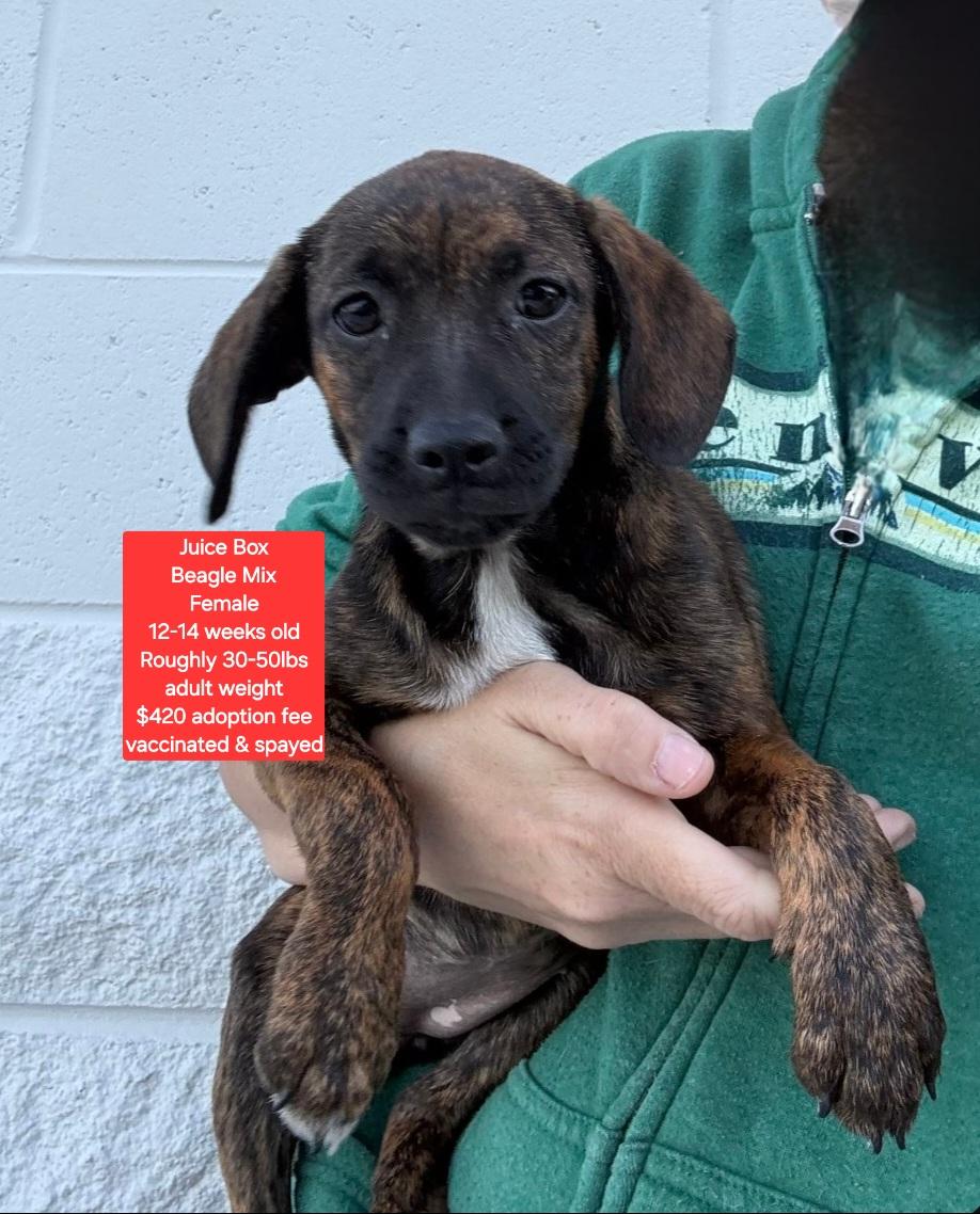 Enlarge Juice Box, an adopted mixed breed in Oviedo, FL image 1/1