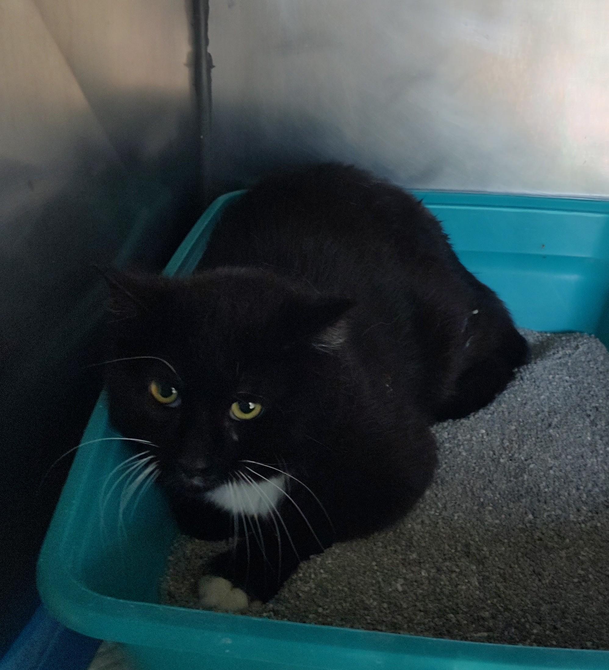 Jerry, ADOPTABLE, Young Male Domestic Short Hair.