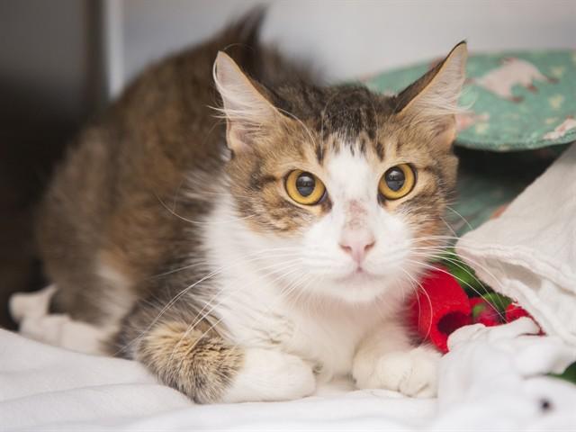LENNI, Adoptable, Young Female Domestic Short Hair.