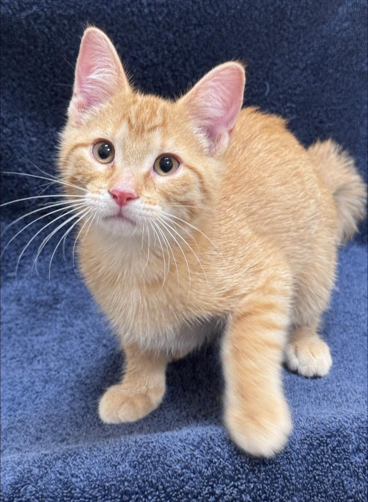 Tuffy, ADOPTABLE, Kitten Male Domestic Short Hair.