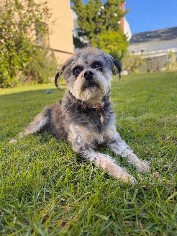 Wilma, Adoptable, Adult Female Terrier.