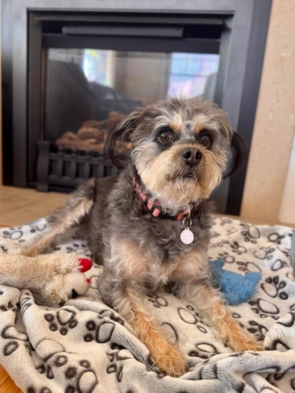 Enlarge Wilma, a Adoptable Terrier in Manhattan Beach, CA image 2/6