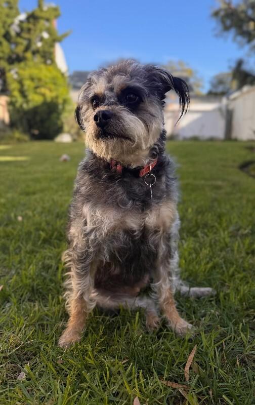 Enlarge Wilma, a Adoptable Terrier in Manhattan Beach, CA image 4/6