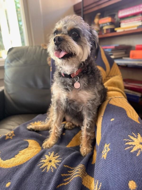 Enlarge Wilma, a Adoptable Terrier in Manhattan Beach, CA image 5/6