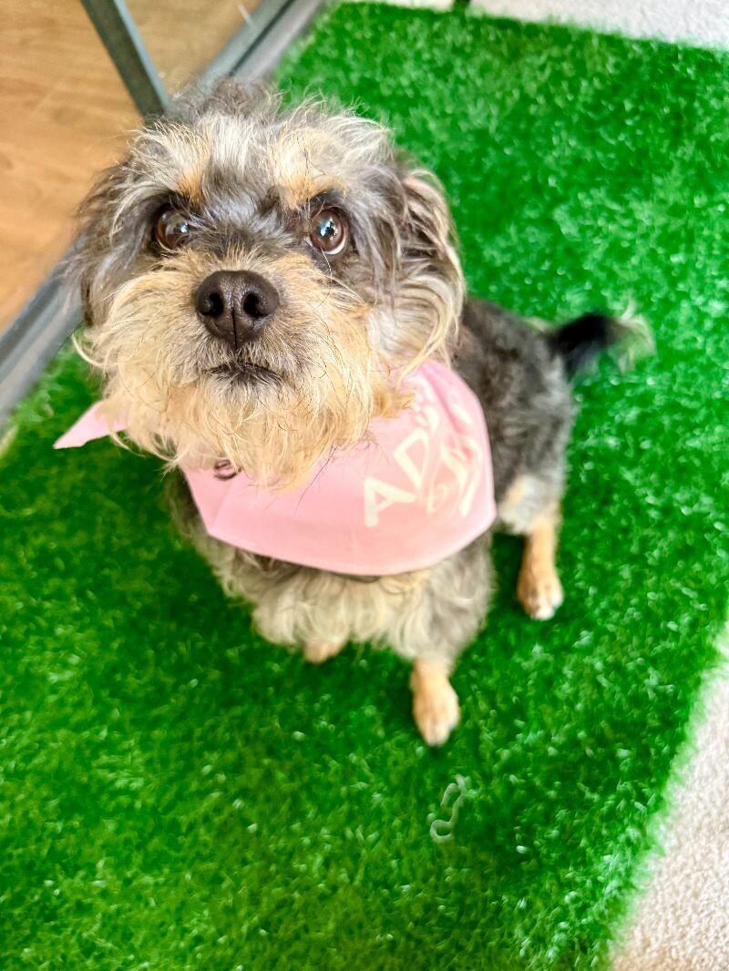 Enlarge Wilma, a Adoptable Terrier in Manhattan Beach, CA image 6/6