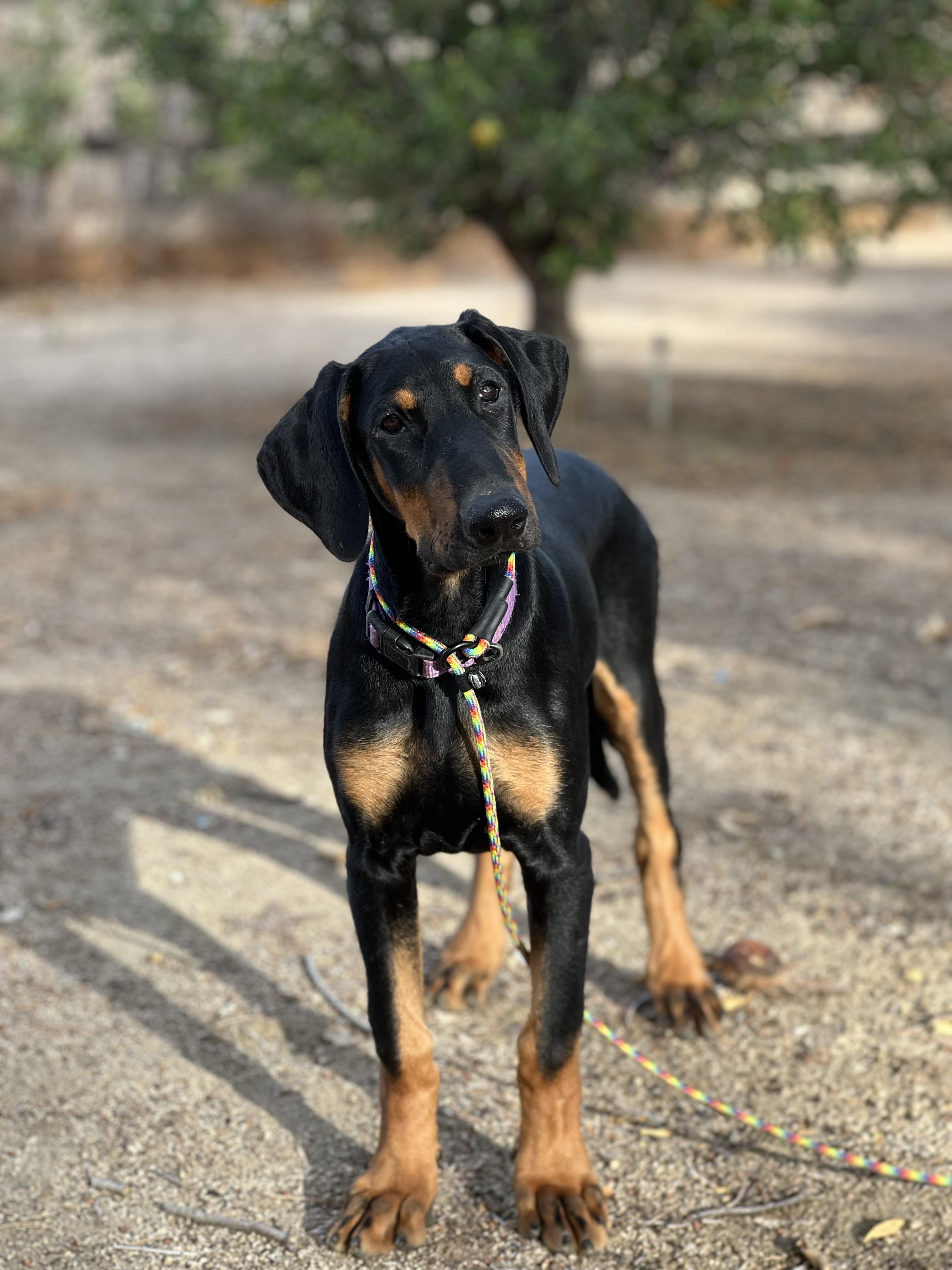 Delilah, Adoptable, Puppy Female Doberman Pinscher.