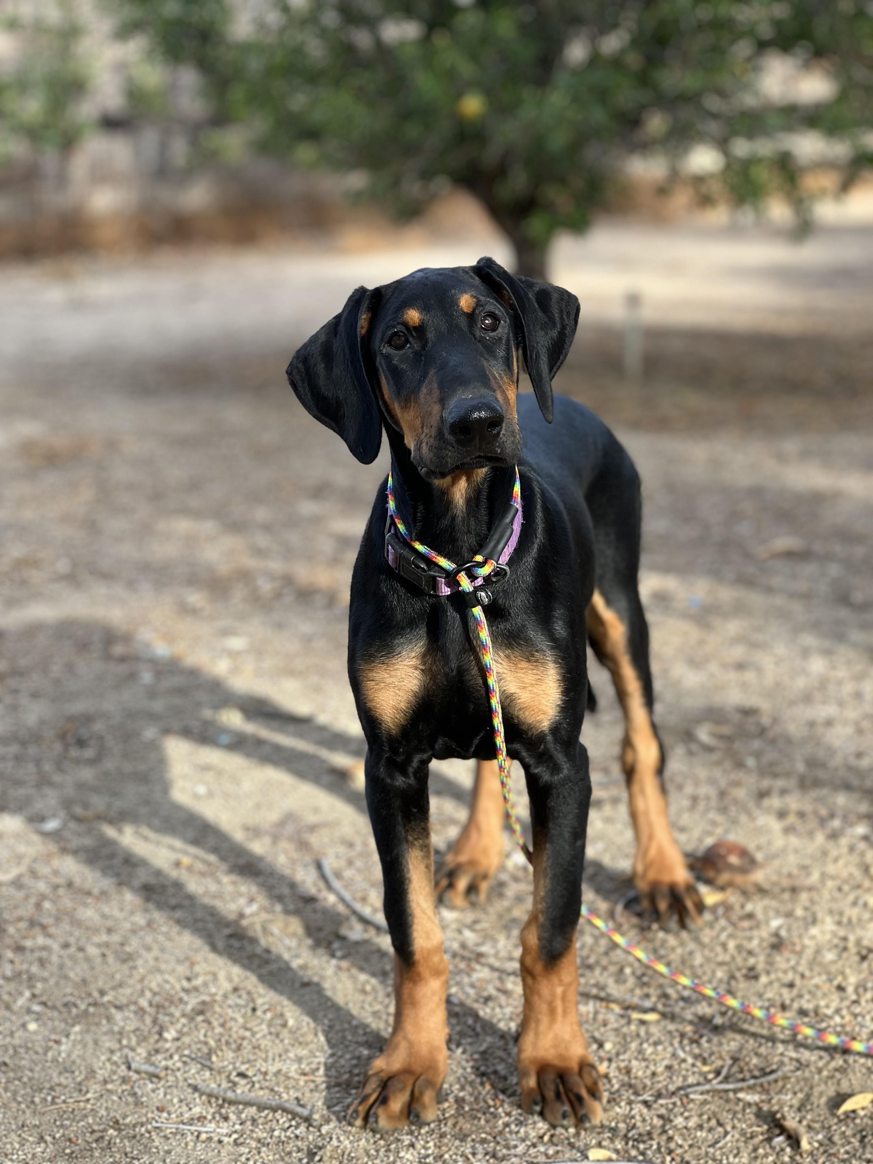 Enlarge Delilah, a Adoptable Doberman Pinscher in West Hollywood, CA image 2/2
